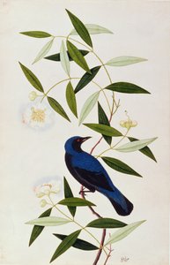 Boorah Farleeh, from Drawings of Birds from Malacca, c.1805-18
