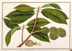 Brangam or Malay Chestnut, from Drawings of Plants from Malacca, c.1805-18 by Chinese School