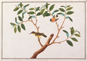 Brown-throated Sunbird and Ruby-cheeked Sunbird, from Drawings of Birds from Malacca, c.1805-18