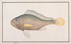 Croaker, from Drawings of Fishes from Malacca, c.1805-18