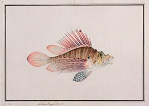 Eekan Linqah Singah, from Drawings of Fishes from Malacca, c.1805-18
