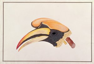 Great Hornbill, from Drawings of Birds from Malacca, c.1805-18 by Chinese School