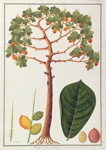 Klapang Terminalia Molucana or Malay Almond, from Drawings of Plants from Malacca, c.1805-18