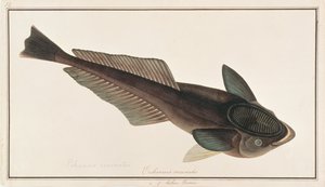Live Sharksucker, from Drawings of Fishes from Malacca, c.1805-18 by Chinese School