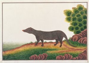 Mongoose, from Drawings of Animals, Insects and Reptiles from Malacca by Chinese School