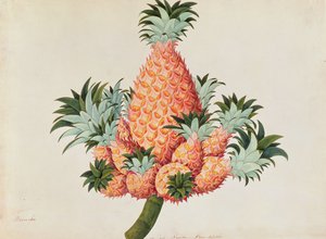 Nanas or Pineapple, from Drawings of Plants from Malacca, c.1805-18