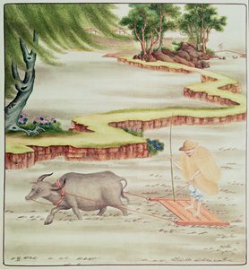 Peasant working in the paddy fields