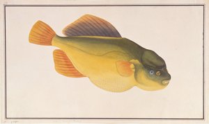 Putterfish, from Drawings of Fishes from Malacca, c.1805-18