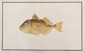 Starry Triggerfish, from Drawings of Fishes from Malacca, c.1805-18 by Chinese School