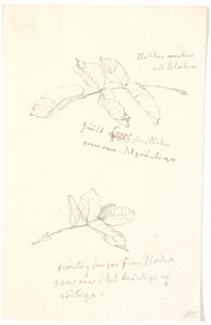 Leaf Studies with Color Indications in Pencil by Christen Købke
