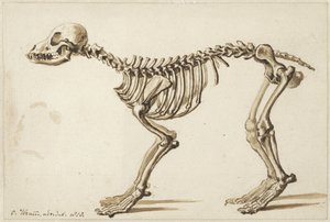 Skeleton of a Dog from the Side by Christiaan Kramm