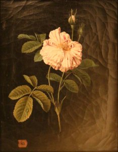 Study of a Variegated Rose Stem