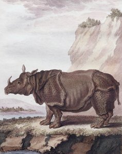 Rhinoceros