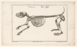Skeleton of a Hedgehog (Different Skeletons or Bone-Bodies)
