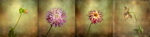 Dahlia Life Cycle by Christian MARCEL