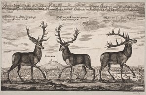 Three Red Deer, Shot in Coburg