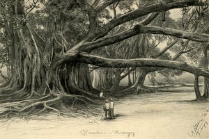 Giant trees in Buitenzorg, Java