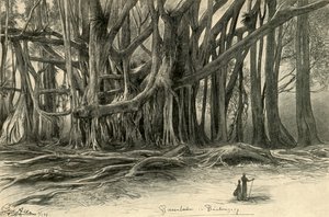 Giant Trees in Buitenzorg, Java
