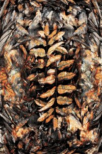 Abstract Autumn Leaves by Christina Sillen