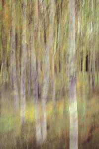 Abstract Forest Serenity by Christina Sillen
