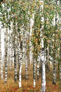 Autumn Birch Forest