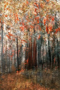 Autumn Forest Glow