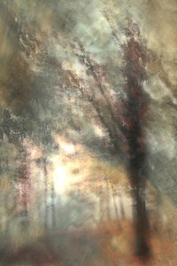 Autumn Forest Glow by Christina Sillen