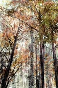 Autumn Forest Light