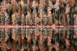 Autumn Forest Reflections