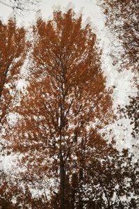 Autumn Tree Canopy