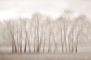 Bare Trees Softly Blurred by Christina Sillen
