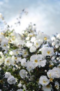 Blooming White Roses by Christina Sillen