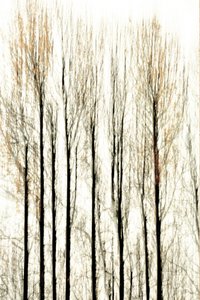 Blurred Forest Lines