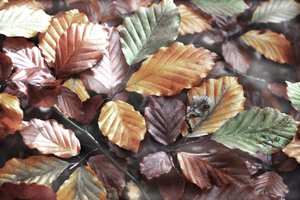 Colorful Autumn Leaves by Christina Sillen