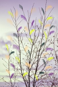 Colorful Spring Branches