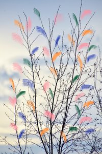Colorful Spring Branches by Christina Sillen