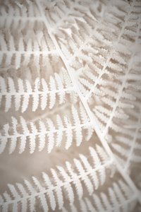 Delicate Fern Pattern