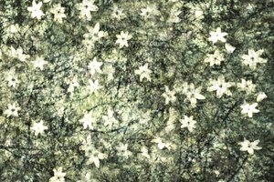 Delicate Garden Blooms by Christina Sillen