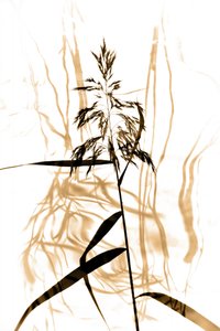 Delicate Reed Silhouette
