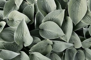 Dewy Hosta Leaves by Christina Sillen