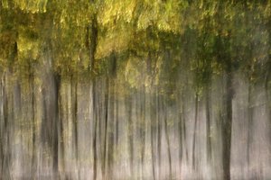 Dreamy Autumn Forest by Christina Sillen