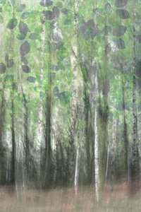 Dreamy Birch Woods