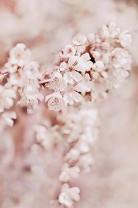 Dreamy Cherry Blossoms by Christina Sillen