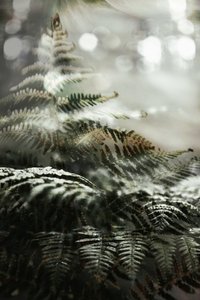 Dreamy Forest Ferns by Christina Sillen