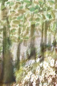 Dreamy Forest Flowers