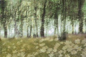 Dreamy Forest Flowers
