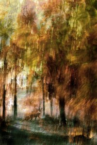 Dreamy Forest Fox by Christina Sillen