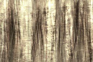 Dreamy Forest Lines