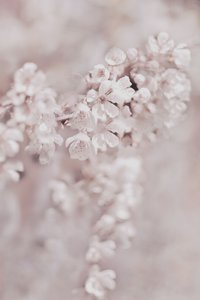 Dreamy Pink Blossoms by Christina Sillen