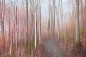 Dreamy Pink Forest by Christina Sillen